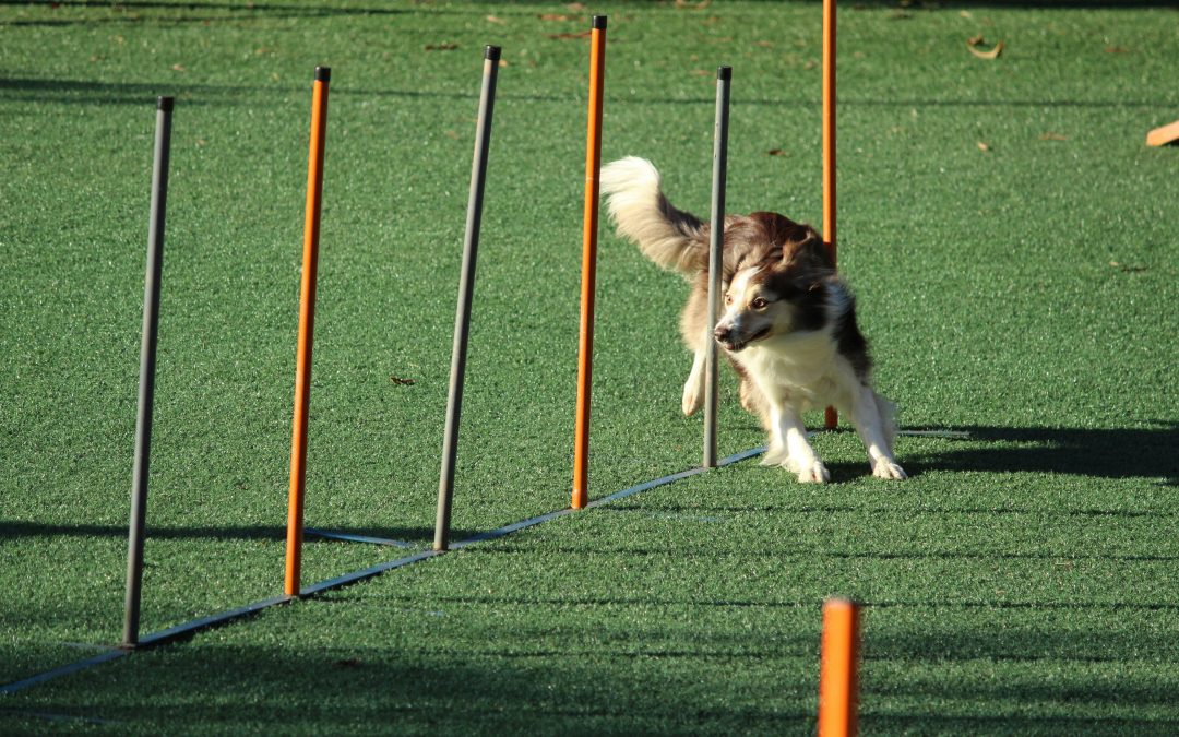 Unleashing Agility: How Training Benefits Liverpool Locals